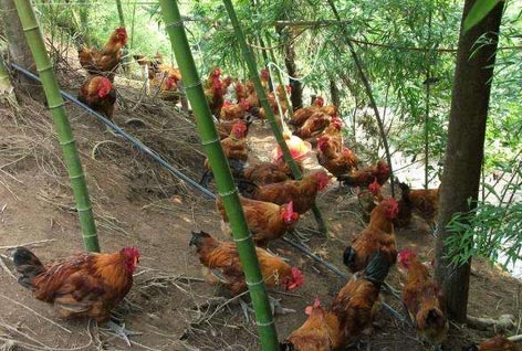 府东社区开展文明劝导服务队活动-星空·综合体育(图1) 星空·综合体育