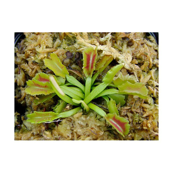 星空综合：《勇者大冒险》漫画117：猪妖落荒而逃 人质岌岌可