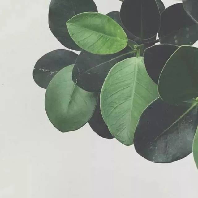 星空综合-你与动画大师之间的距离，只差一个工具