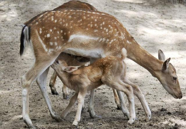 
官方：中超争冠组角逐+升降级赛苏州赛区举行 保级组放在大连